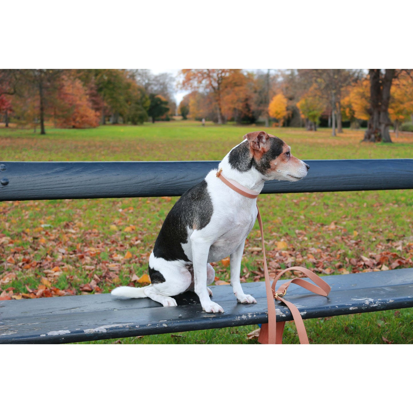 Tadazhi Classic Dog Collar