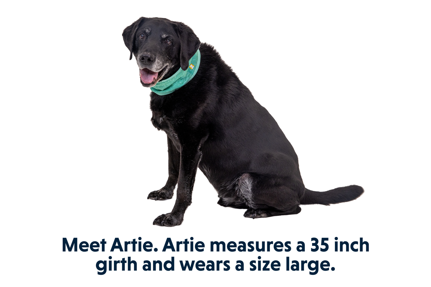 Swamp Cooler™ Neck Gaiter