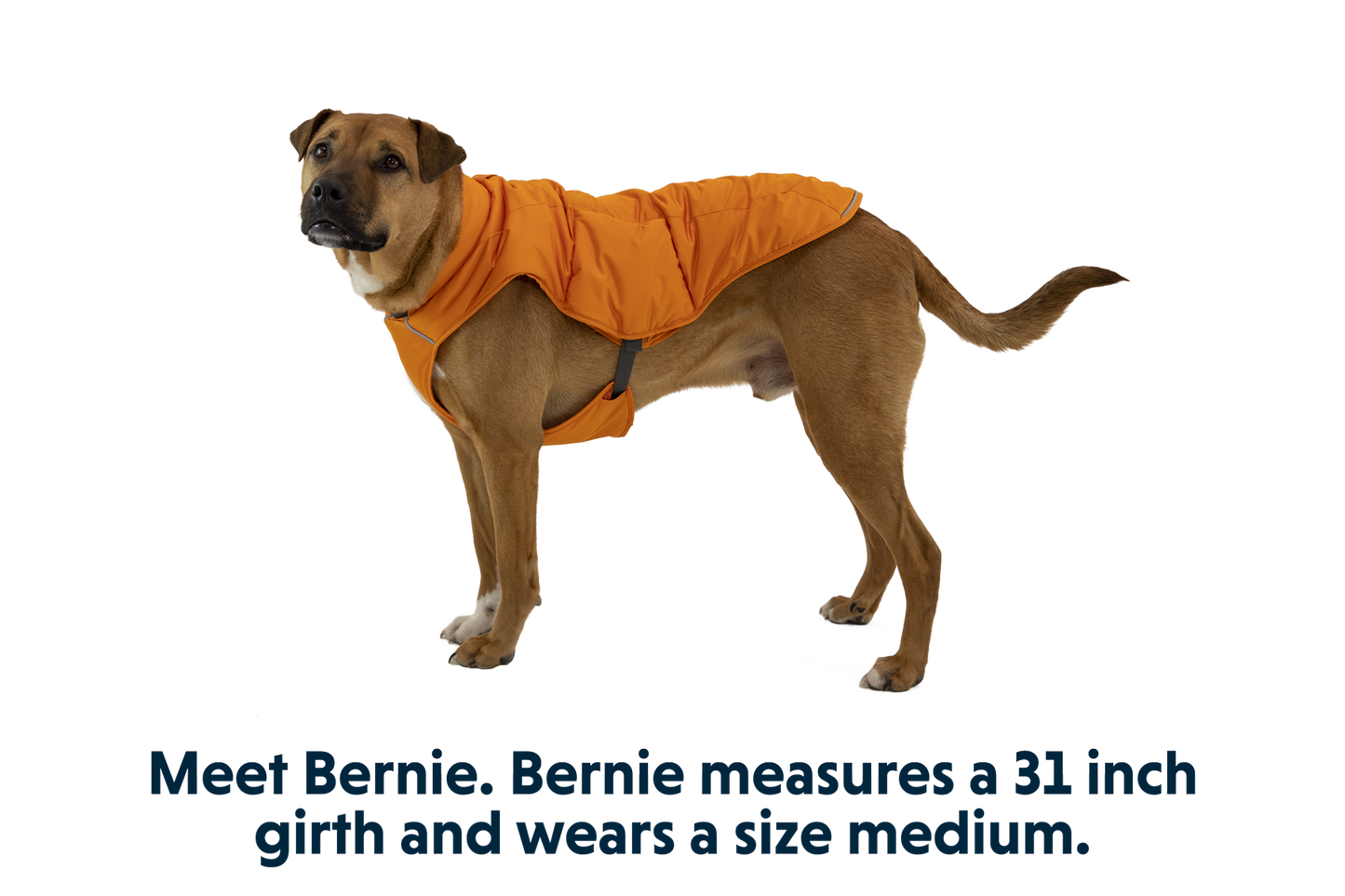 Quinzee™ Dog Vest