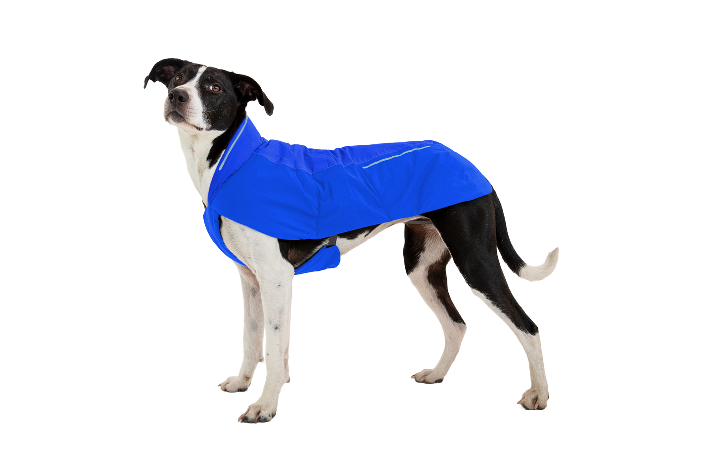 Vert™ Dog Vest