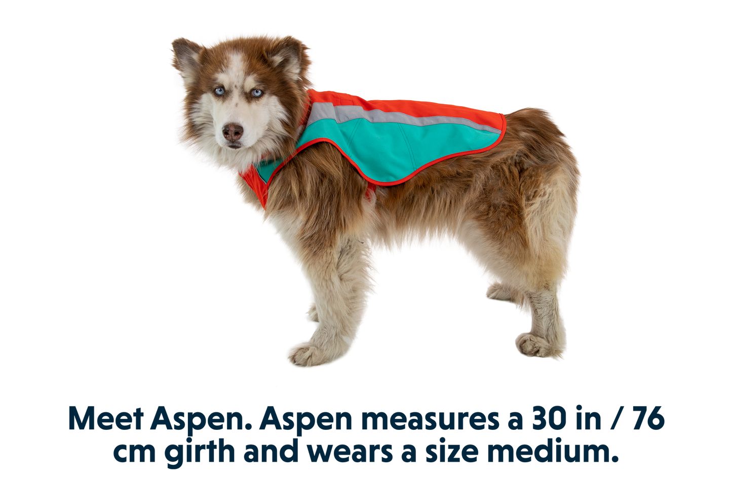 Lumenglow™ Hi-Vis Dog Vest