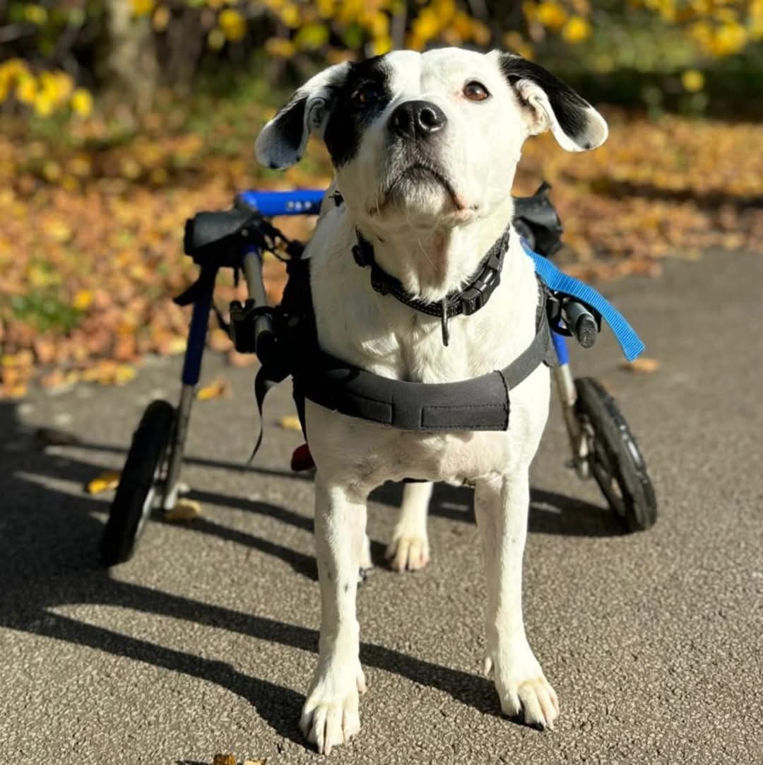 Walkin Wheels® MEDIUM Rear Dog Wheelchair (11 to 30kg)