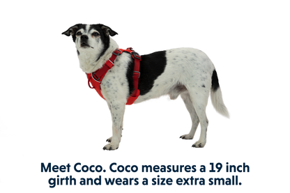 Front Range® Dog Harness