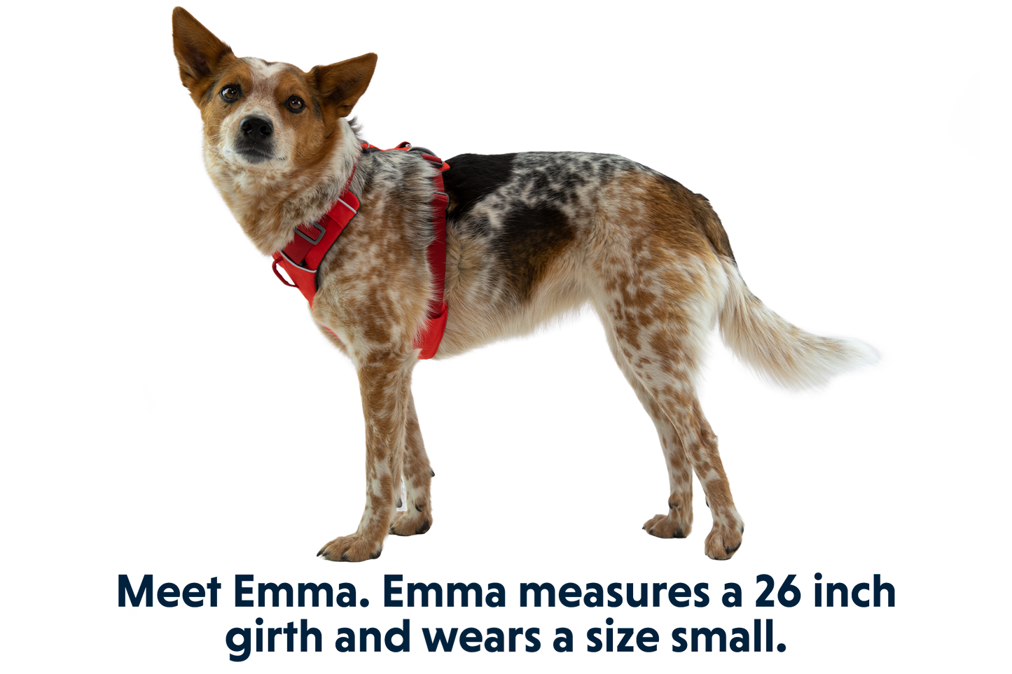 Front Range® Dog Harness