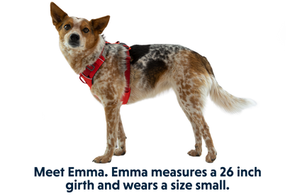 Front Range® Dog Harness