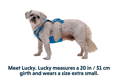 Flagline™ Dog Harness with Handle