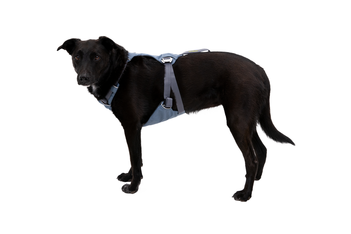 Load Up™ Dog Car Harness