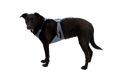 Load Up™ Dog Car Harness