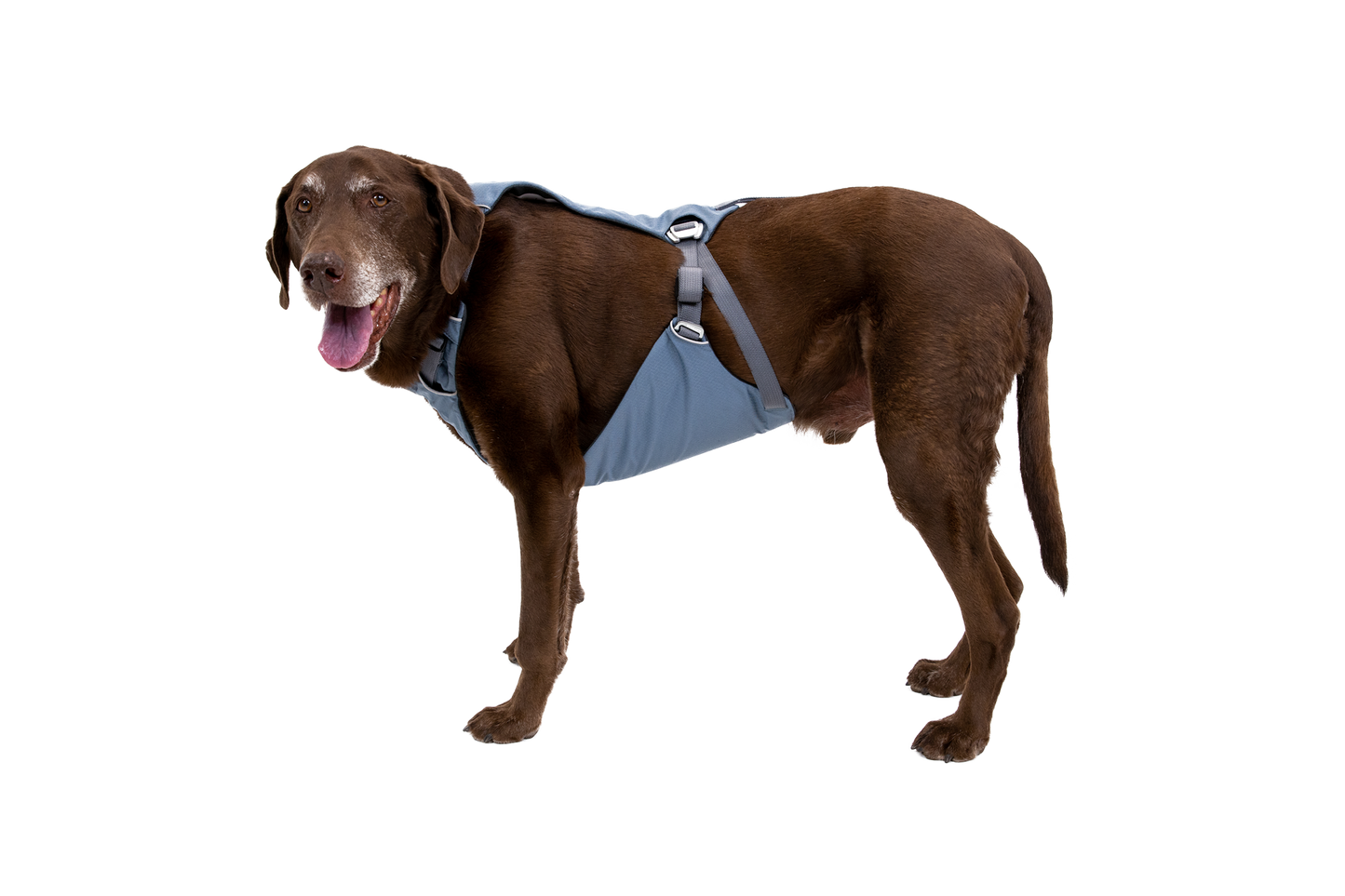 Load Up™ Dog Car Harness