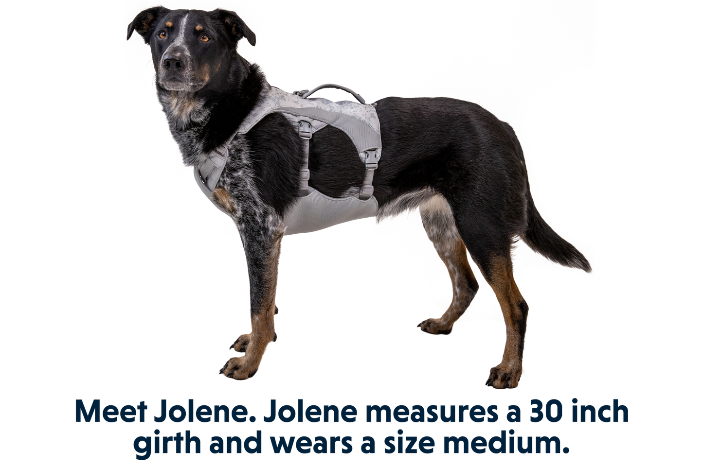Swamp Cooler™ Harness