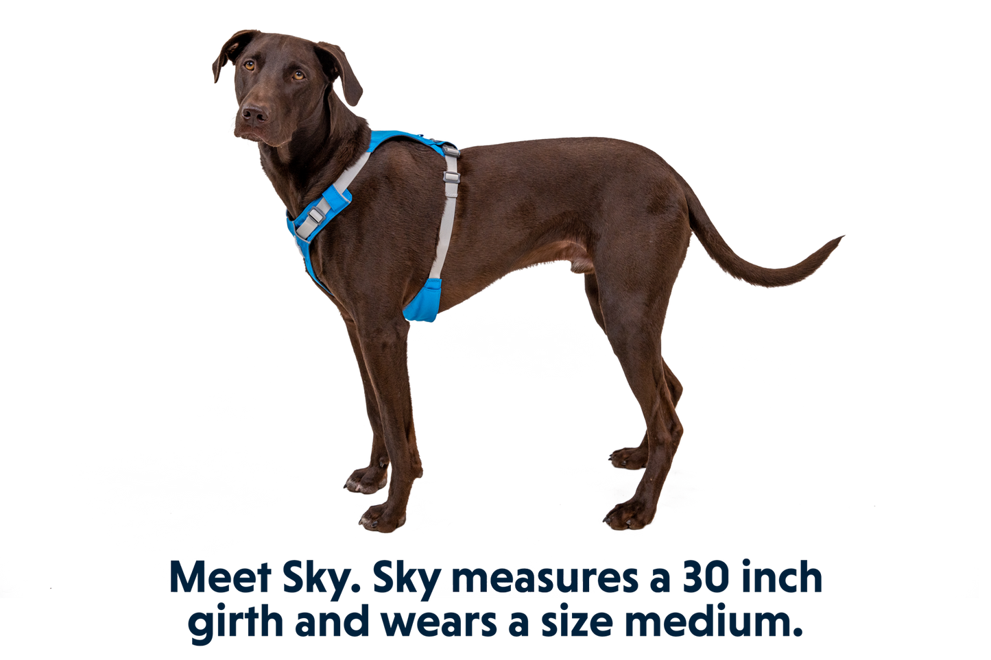 Hi & Light™ Lightweight Dog Harness