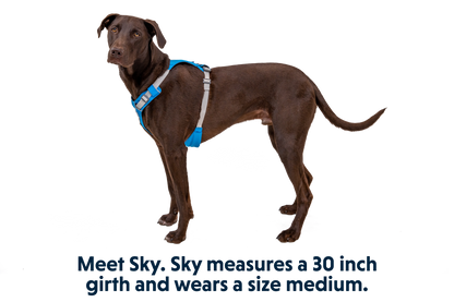 Hi & Light™ Lightweight Dog Harness