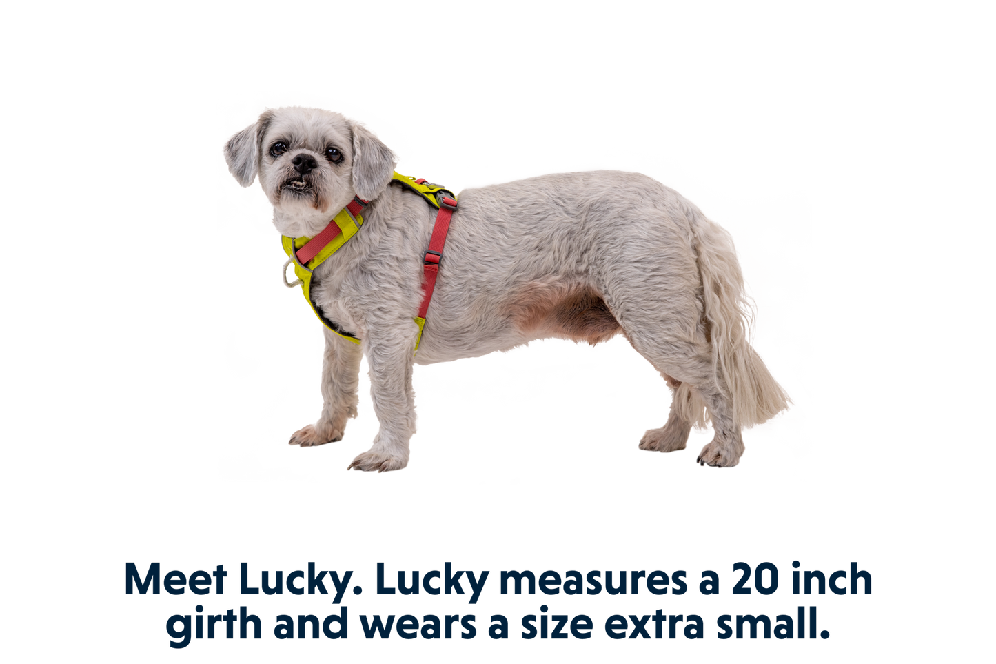 Hi & Light™ Lightweight Dog Harness