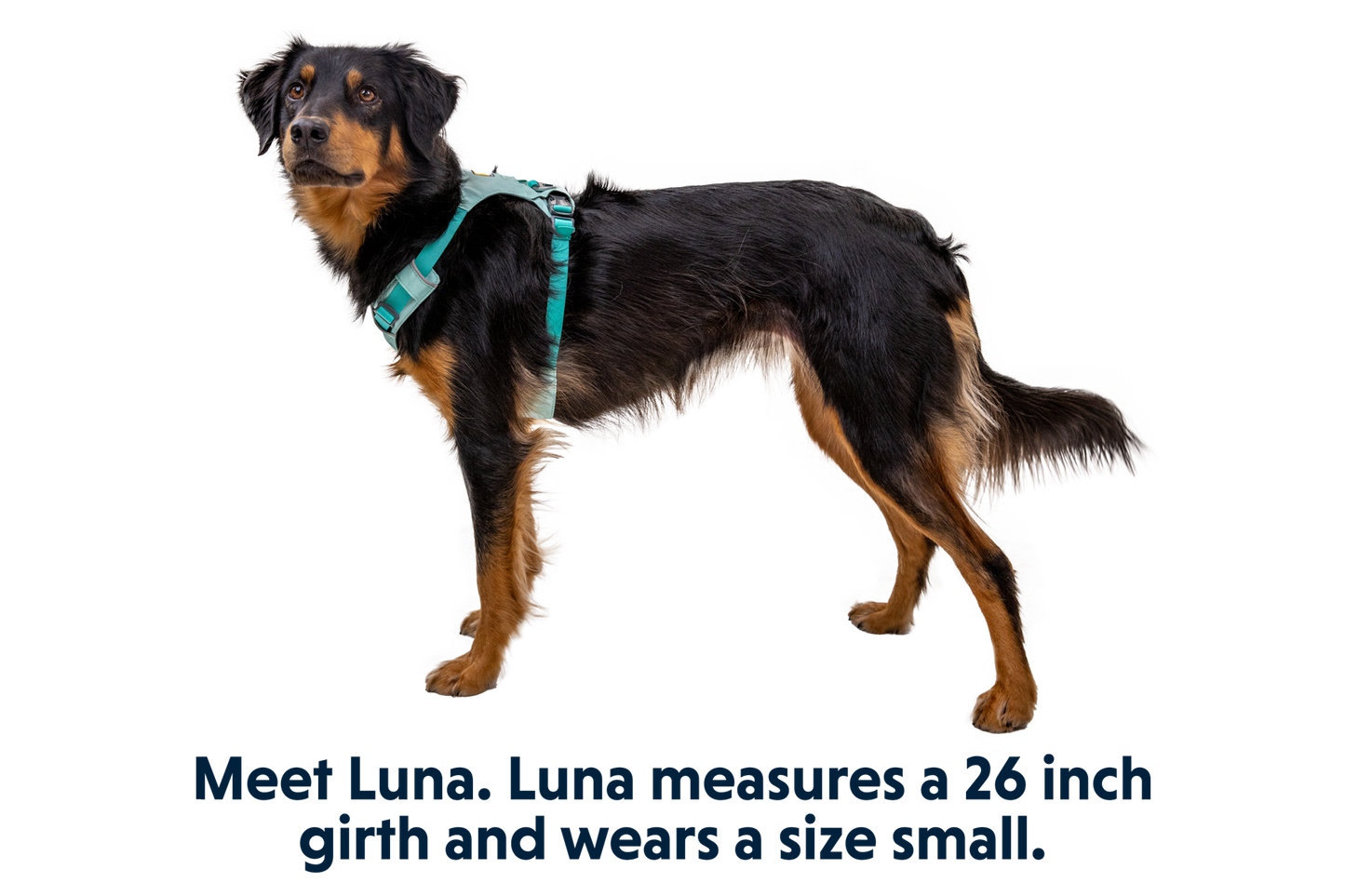 Hi & Light™ Lightweight Dog Harness