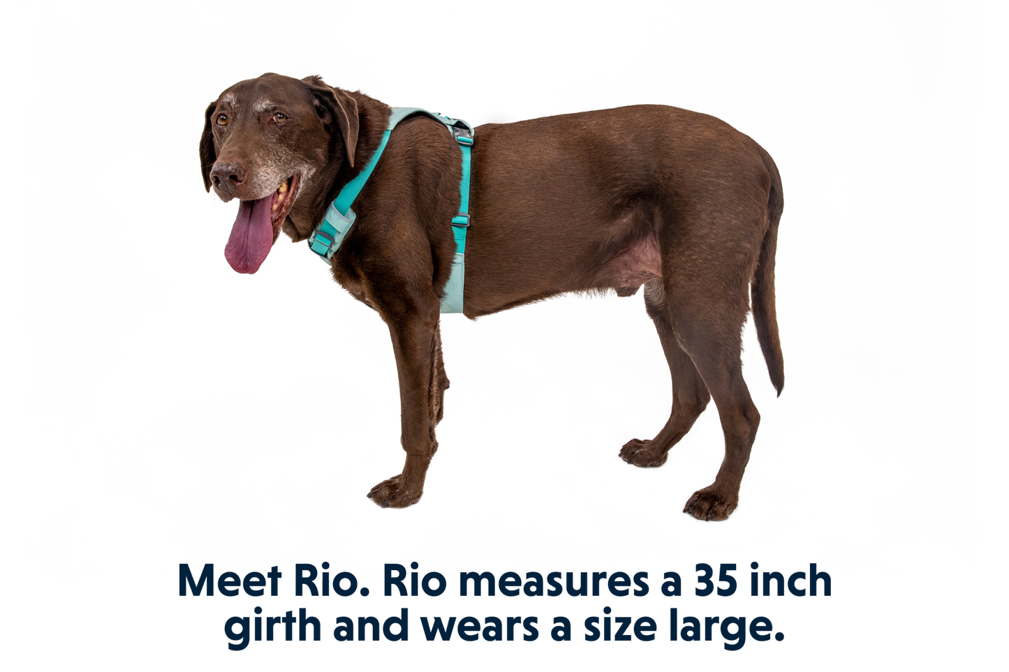 Hi & Light™ Lightweight Dog Harness