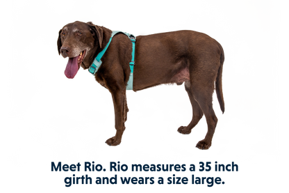 Hi & Light™ Lightweight Dog Harness