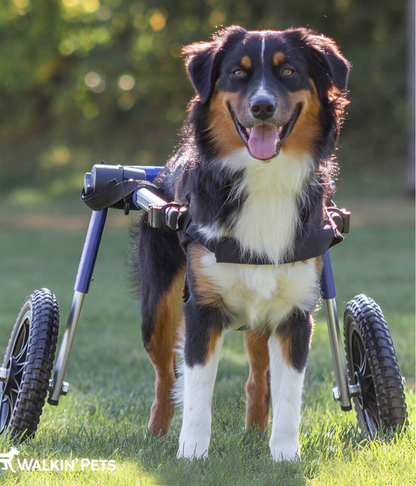 Walkin Wheels® MEDIUM Rear Dog Wheelchair (11 to 30kg)