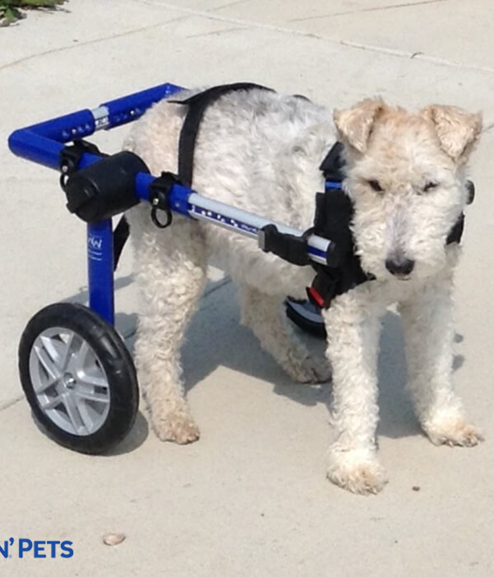 Walkin Wheels® MEDIUM Rear Dog Wheelchair (11 to 30kg)