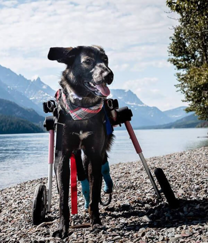 Walkin Wheels® MEDIUM Rear Dog Wheelchair (11 to 30kg)