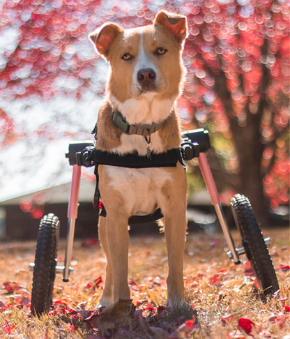 Walkin Wheels® MEDIUM Rear Dog Wheelchair (11 to 30kg)