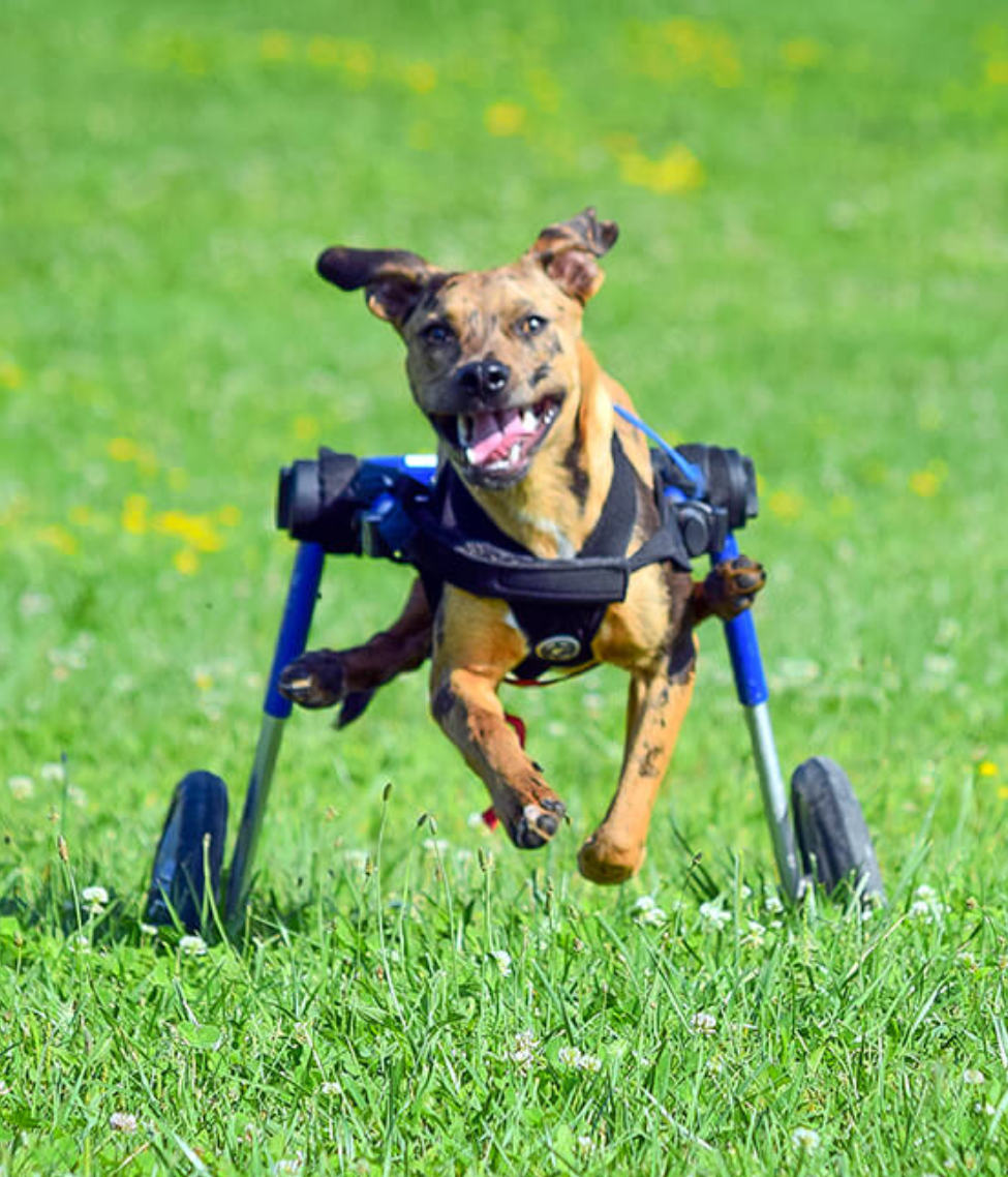 Walkin Wheels® MEDIUM Rear Dog Wheelchair (11 to 30kg)