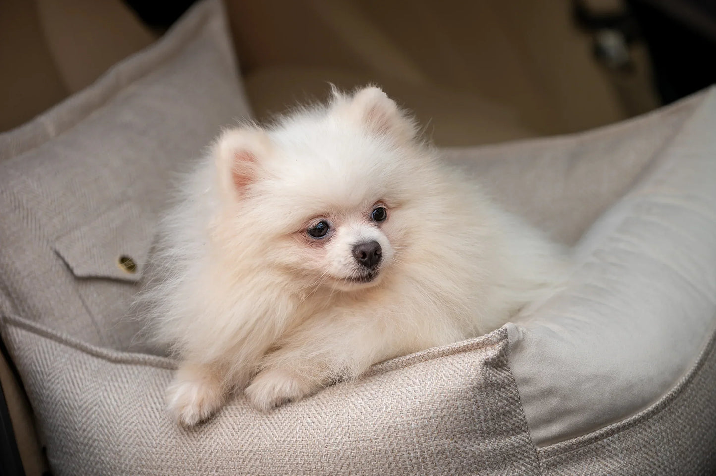 Oh Charlie Dog Car Seat Bed Winston