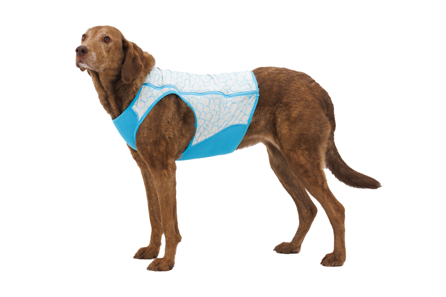 Swamp Cooler Zip™ Cooling Dog Vest