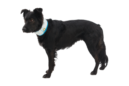 Swamp Cooler™ Cooling Neck Gaiter