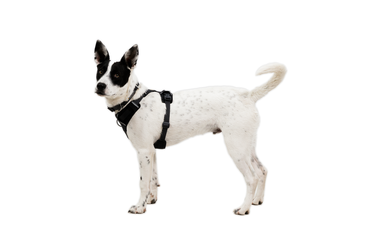 Front Range® Flex Harness
