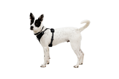 Front Range® Flex Harness