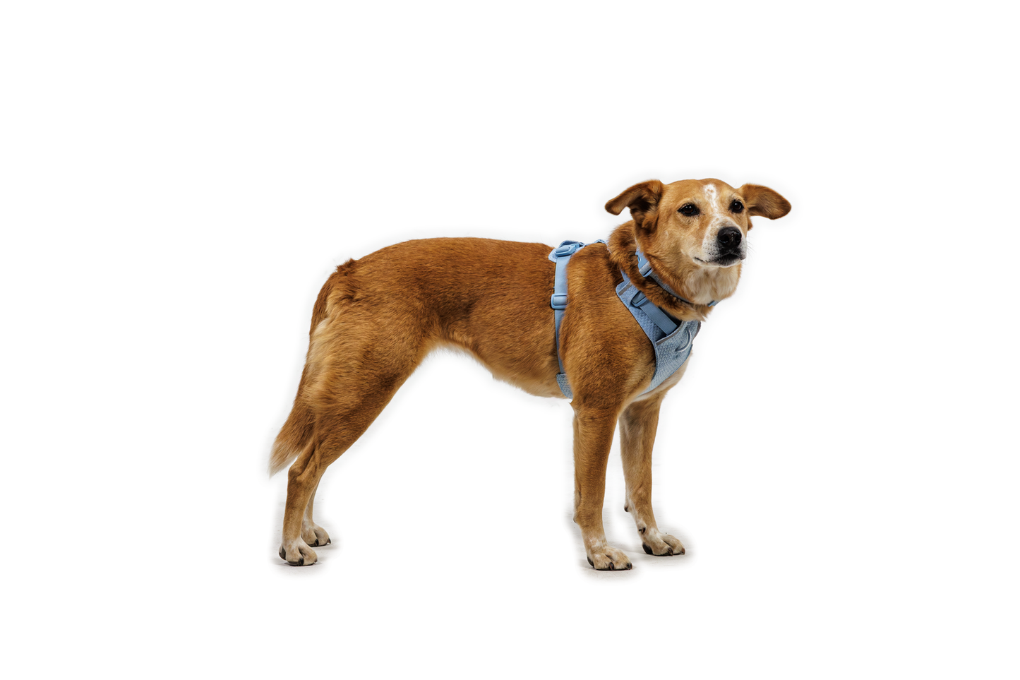 Front Range® Flex Harness
