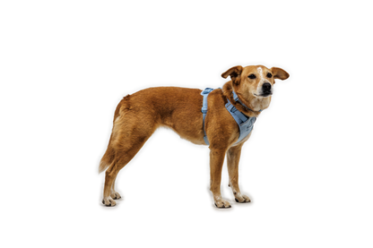 Front Range® Flex Harness