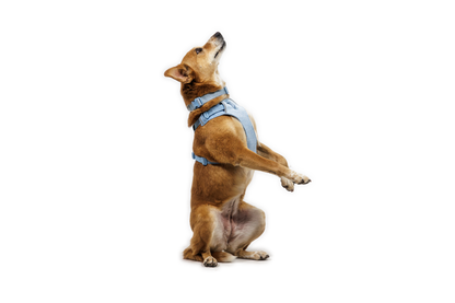 Front Range® Flex Harness
