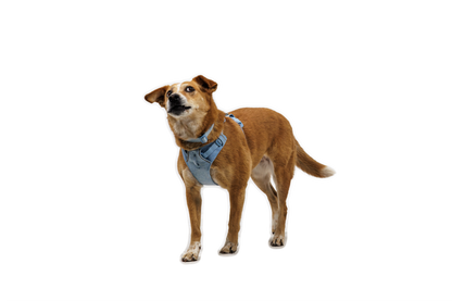 Front Range® Flex Harness
