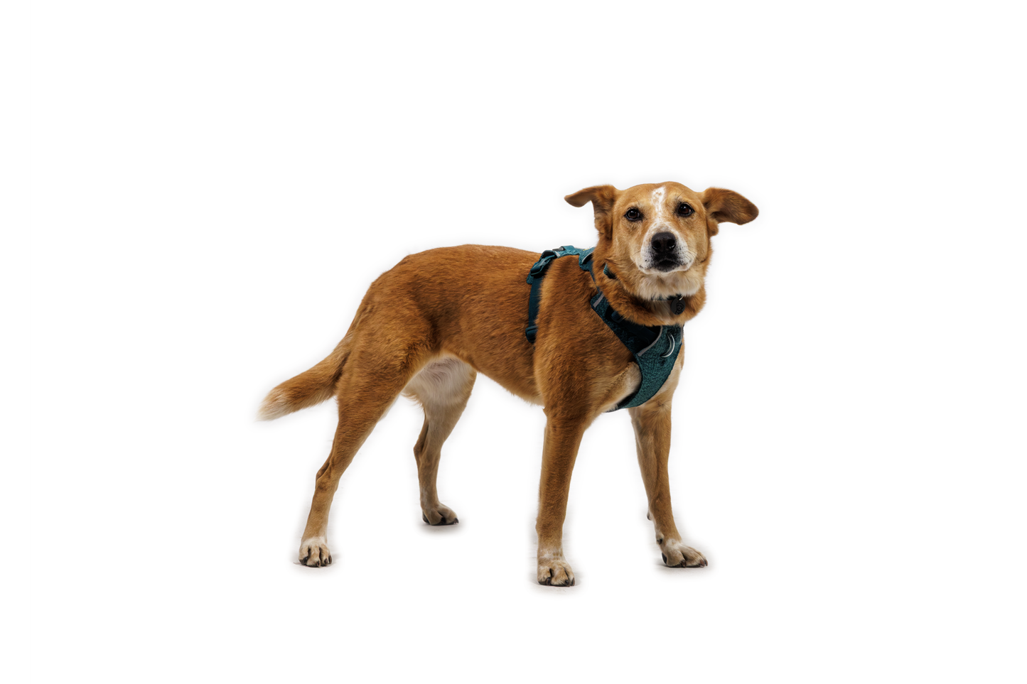 Front Range® Flex Harness