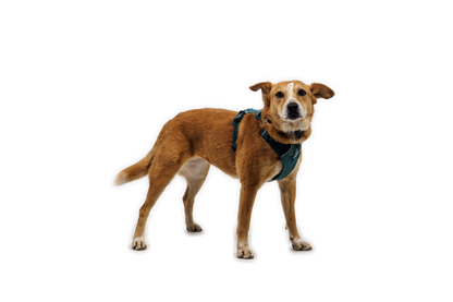 Front Range® Flex Harness