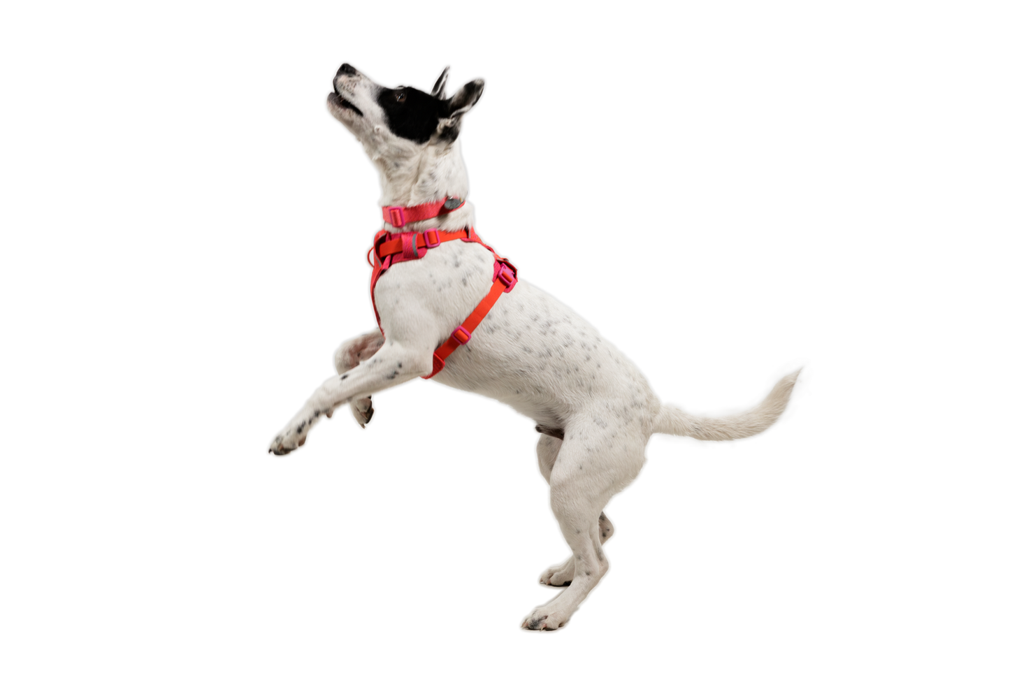 Front Range® Flex Harness