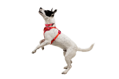 Front Range® Flex Harness