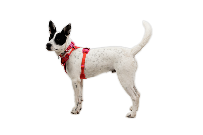 Front Range® Flex Harness