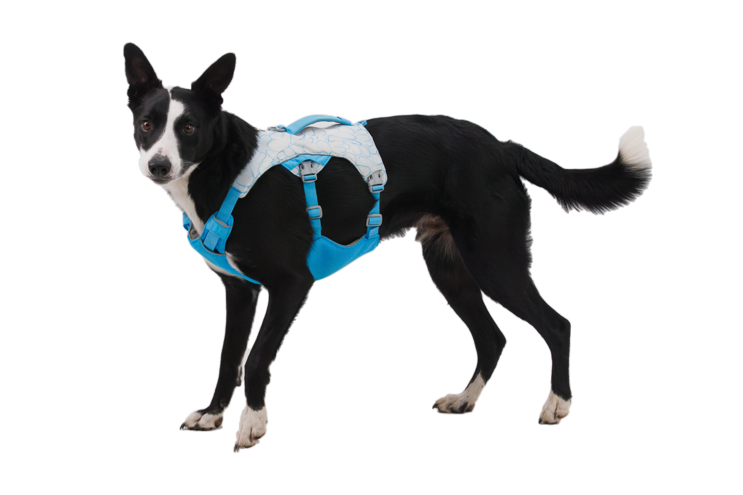 Swamp Cooler™ Dog Cooling Harness