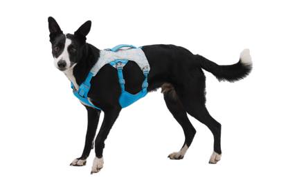 Swamp Cooler™ Dog Cooling Harness