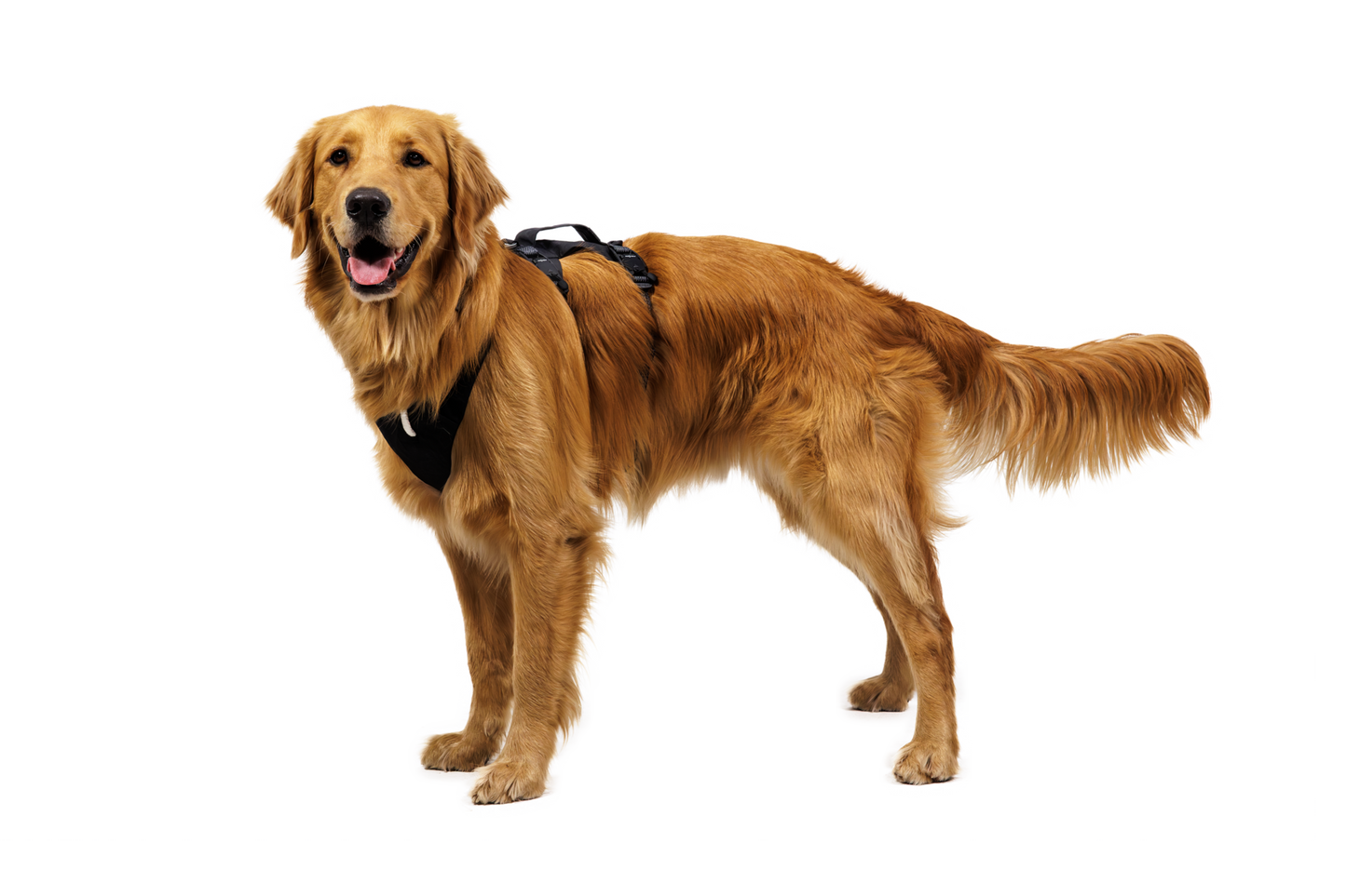 Ridgeline™ Harness