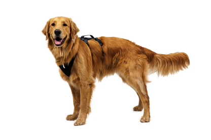 Ridgeline™ Harness