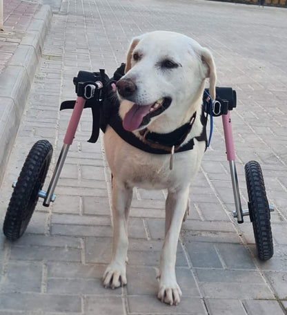 Walkin Wheels® MEDIUM Rear Dog Wheelchair (11 to 30kg)
