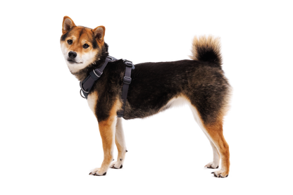 Front Range® Dog Harness
