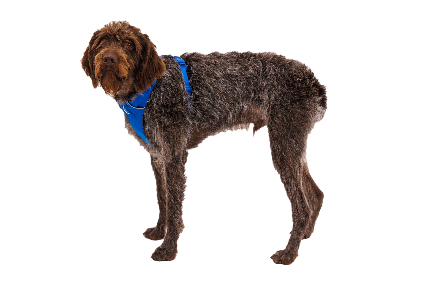 Front Range® Dog Harness
