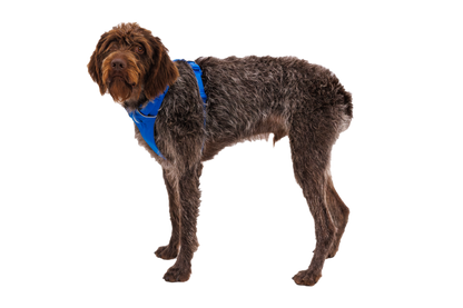 Front Range® Dog Harness