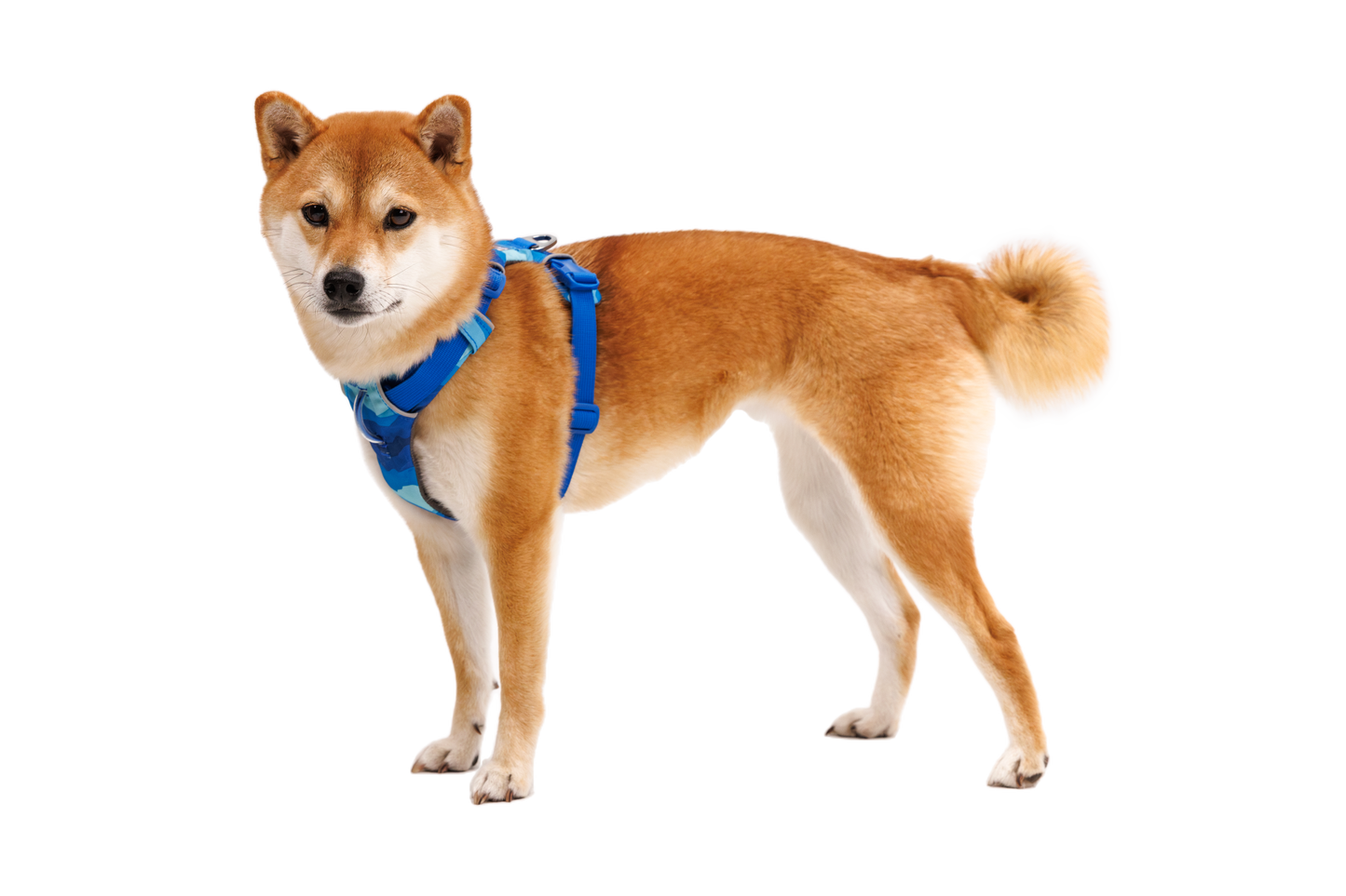 Front Range® Dog Harness