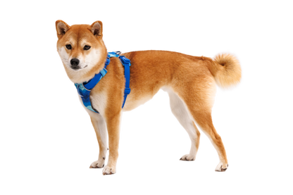 Front Range® Dog Harness