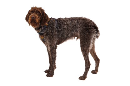 Front Range® Dog Harness